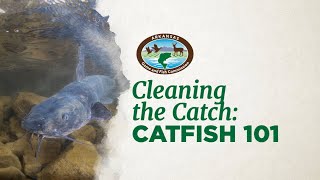 Cleaning the Catch Catfish 101 [upl. by Sandeep]