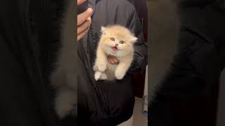 Kitten meowing catvideos catlover cat meows kittiesmeowing catmeowingsound cute shorts fyp [upl. by Ahsiryt]