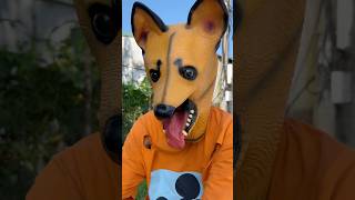 Does a Tractor Really Run Over Your Phone 😂 funny dog shortvideo [upl. by Artined]