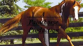 Mostly Padron arabian stallion [upl. by Harolda]