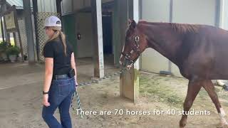 St Andrews University equestrian program [upl. by Paten]