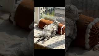 lazzy cat part1 funnycats catlovers catlover funnyanimals funnyanimal [upl. by Cinimmod755]