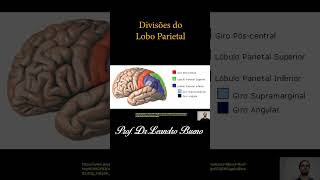 O Lobo Parietal e suas divisões Anatomia Humana neuroanatomia anatomia anatomiahumana [upl. by Etnovad]