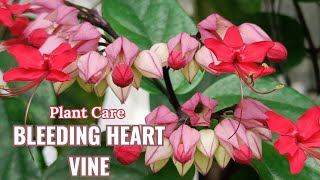 How To Care For A Bleeding Heart Plant [upl. by Herra]