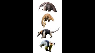 4 Species of Anteater  Anteater Species [upl. by Sisco501]