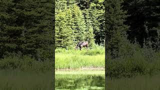 Grand Teton National park wildlife outdoors roadtrip vanlife offthegrid boondockerswelcome [upl. by Norrad954]