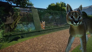 Tropical Caracal Habitat in Planet zoo  Tropica zoo  Speedbuild [upl. by Erde]