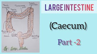 Large Intestine part 2 caecum [upl. by Ennayelhsa]