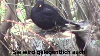 Heimische Singvögel die Amsel [upl. by Gally]