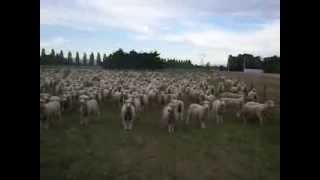 Sheep Protesting  FREAKING HILARIOUS Original Upload 2 [upl. by Lleret640]