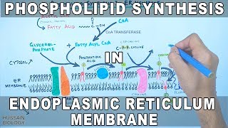 Phospholipid Synthesis in Endoplasmic Reticulum Membrane [upl. by Arahd]