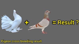 pigeon breeding cross result birds pigeon [upl. by Axia]