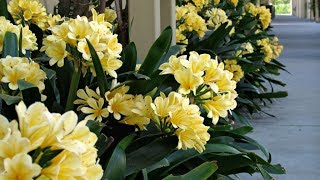 Amazing and Most Beautiful Clivia Flowers Pictures [upl. by Wenn]