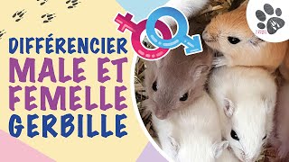 Différencier Gerbille Mâle Et Femelle Bébés Et Adultes [upl. by Ymereg]