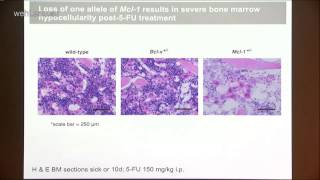 Delbridge 2014 Control of hematopoietic stem cell survival during emergency hematopoiesis [upl. by Aisatsan]