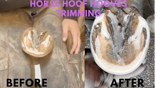 Horse Hoof Hooves Trimming [upl. by Nata]