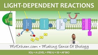 Photosynthesis  Lightdependent Stage  Post 16 Biology A Level PreU IB AP Bio [upl. by Simonsen]