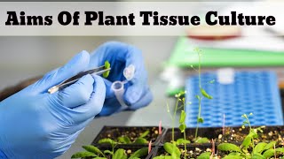 Aims Of Plant Tissue Culture  Lec 02 [upl. by Skoorb]