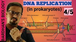 DNA REPLICATION in prokaryotes in HINDI 45 [upl. by Sifan358]