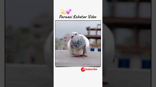 High Flyer Pigeon Video kabotarbazi newkabotarvideo pigeon shorts trending viral yt [upl. by Birdie689]