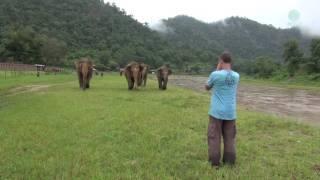 A Man Call Elephant In Different Angle  ElephantNews [upl. by Homerus]