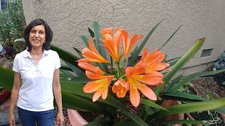 Taking care of the Clivia plants with actual results [upl. by Francisco995]