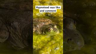 Everybody Loves Hypnotoad [upl. by Armanda]