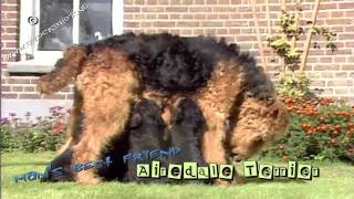 Airedale Terrier 01  puppy love [upl. by Queridas481]