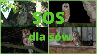 SOS dla sów [upl. by Adlig762]