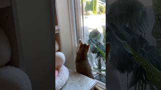 Max is on a mission to catch the FLY cats animals funny cuteanimals catsworld [upl. by Nellahs]