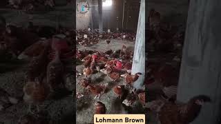 Lohmann Brown chicken Farm lohmanbrown lohmann [upl. by Idissac]