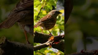 The Dunnock is one of the UKs most underrated birds shorts [upl. by Cailean]