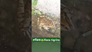 Rana tigrina🐸मेंढक🐸frog🐸 इसकाशरीरनौकाकारSpandle shapedप्रिष्ठाधारीचपटाबरसाती मेढकटर्राना🏟 [upl. by Frydman]