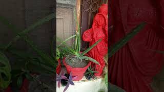 elovera plants gardening aloveraplant garden indoorplants aloeveraplant viralvideo [upl. by Nnayrrehs]