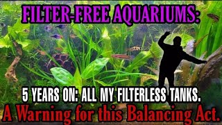 Often Overlooked Downsides of Filterless Aquariums Problems amp Challenges of Non Filtered Fish Tanks [upl. by Peyter394]