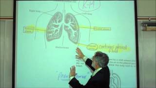 ANATOMY RESPIRATORY SYSTEM PART 2 Lower Tract Trachea amp Lungs by Professor Fink [upl. by Doowyah]