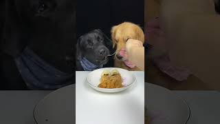 Golden Brother Is Trying To Take My Piece Of Pumpkin Labrador and Golden Cute Pet Debut Plan [upl. by Fillender]