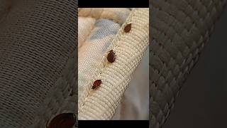 Bed Bugs Ke Nuksan [upl. by Ainsley139]