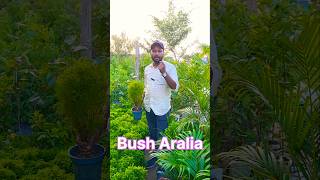 Bush Aralia amp Hybrid Aralia Show plant shorts indoorplants sell garden youtubeshorts viral [upl. by Richel]