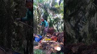 HARGA SAWIT DI KALIMANTAN BARAT [upl. by Garett]