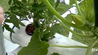 My PVC pipe hydroponic garden week 7 [upl. by Atteynot212]