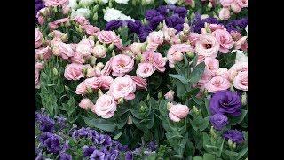 Amazing and Most Beautiful Lisianthus Flowers  Rose like flowers [upl. by Iot683]