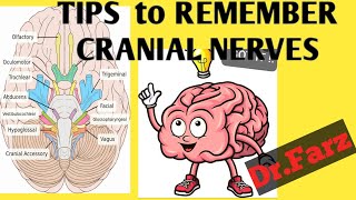 TIPS to REMEMBER CRANIAL NERVESSTUDY with DrFarz EASY MNEMONICS to MEMORIZE [upl. by Lede729]