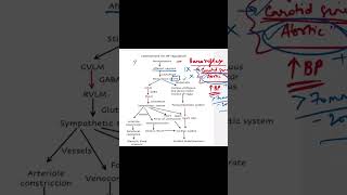 Baroreflex physiology  cardiovascular system physiology mbbs mbbs1styear physiology [upl. by Roslyn]