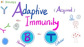 Adaptive Acquired Immunity  Immunology  Biology 🧬 of Immune System [upl. by Asseram]