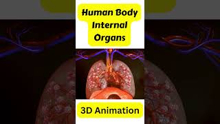 Human Body Internal Organs 3d animation human anatomy structure and functions humanscience [upl. by Oiruam]