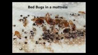 How to Tell If You Have Bed Bugs  What Do Bed Bugs Look Like [upl. by Atnoed862]