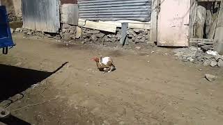 Amazing Rabbit mating with chicken hen on the street [upl. by Beesley605]