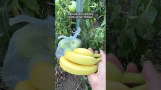 Mit einer Banane das Reifen der Tomaten beschleunigen – genialer Trick [upl. by Aliahs]