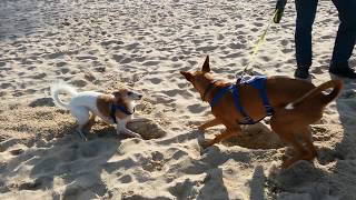 Am Hundestrand auf Usedom [upl. by Harrus]